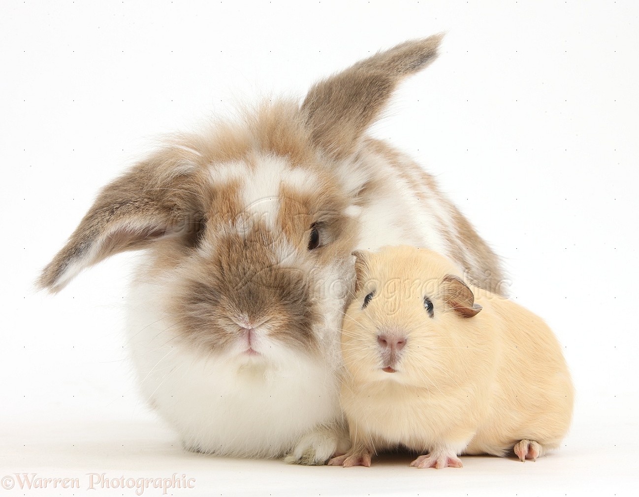 39299-Rabbit-and-baby-Guinea-pig-white-background.jpg