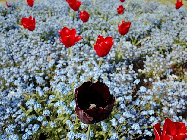 spring-in-brockwell-park-14.jpg