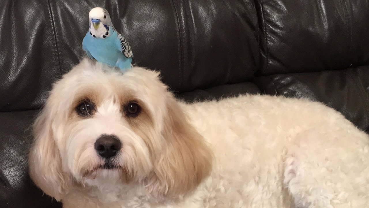 slightly confused looking dog with a budgie or something like that on their head