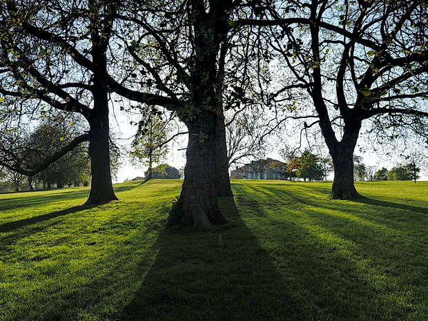 Brockwell Park, trees and shadows - photo feature, April 2020