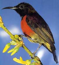 BlackBirdLongBeak42xx.jpg