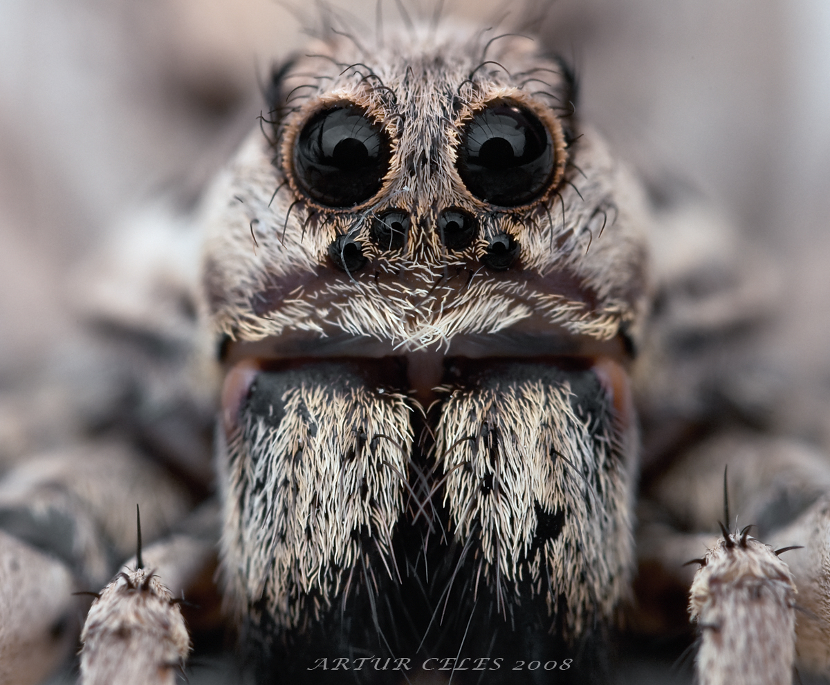 171_Lycosa_tarantula_by_Bullter.jpg