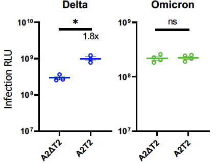 Entry of pseudovirus expressing omicron spike in cells transduced to overexpress ACE2 and either depleted for TMPRSS2 (A2▵T2) or overexpressing TMPRSS2 (A2T2).