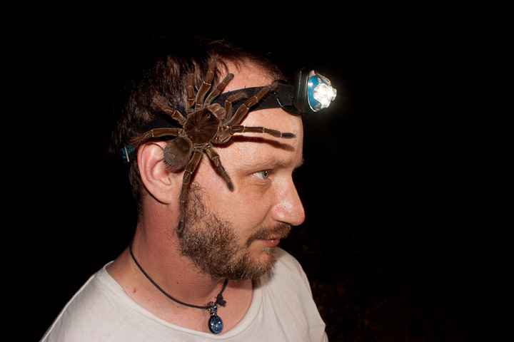 Goliath_birdeater_head_IMG_8813.jpg