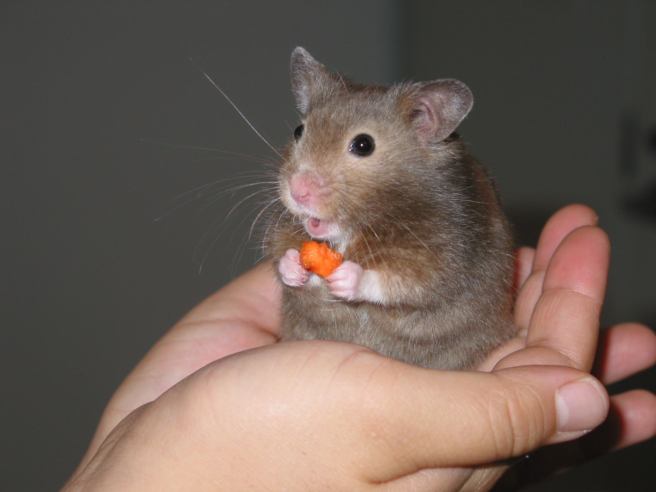 20061121213556!Hamster_in_hand.jpg