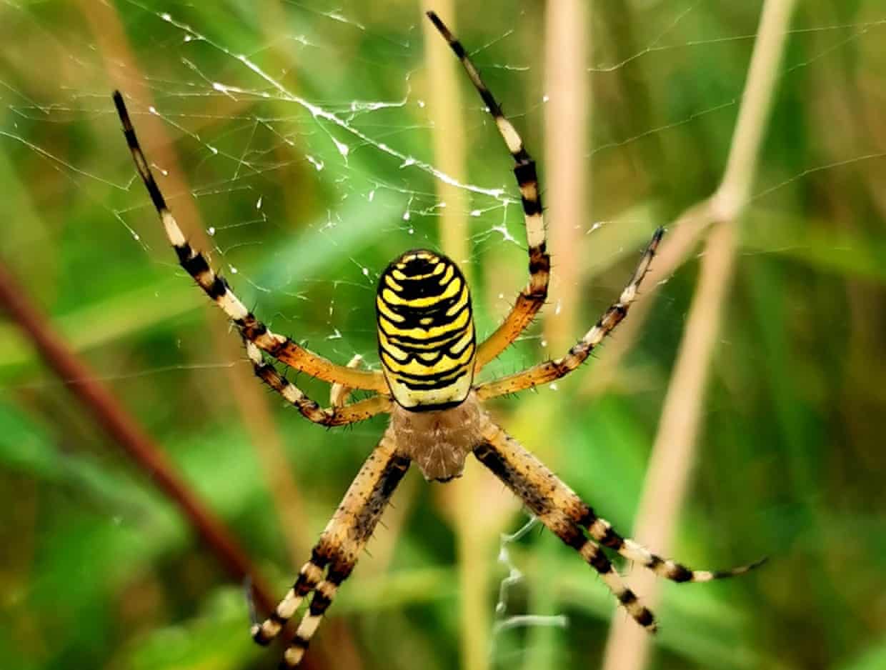 a beautiful wasp spider sitting on some plant stems