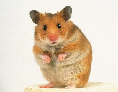 Syrian-Hamster_grande.jpg