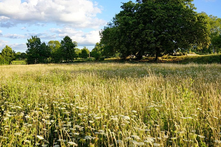 In photos: the beauty of Brockwell Park's wildflower meadow