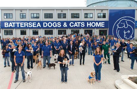 jobs-battersea-dogs-cats-home-461x300.jpeg