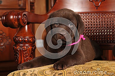 two-month-old-labrador-puppy-portrait-23839198.jpg