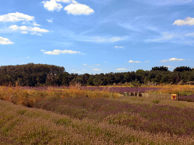 lavender-fields.jpg