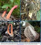 The Witch's Eggs: Stinkhorn Mushroom – Natural History ...