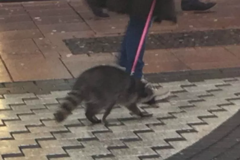 raccoon.jpg