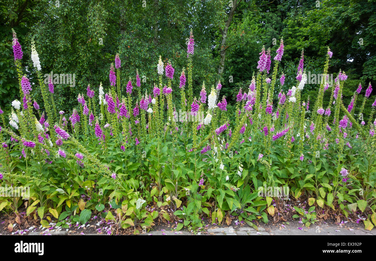 a-large-bed-of-foxgloves-flowers-digitalis-purpurea-EX392P.jpg