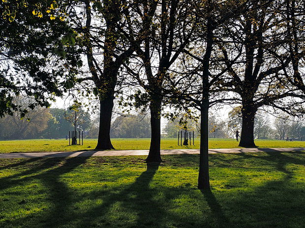 Brockwell Park, trees and shadows - photo feature, April 2020