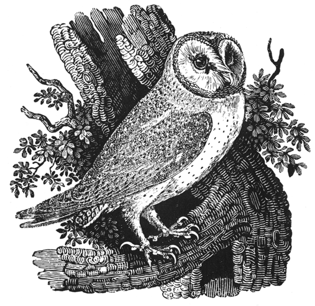 bewick_thomas_barn_owl_tyto_alba.png