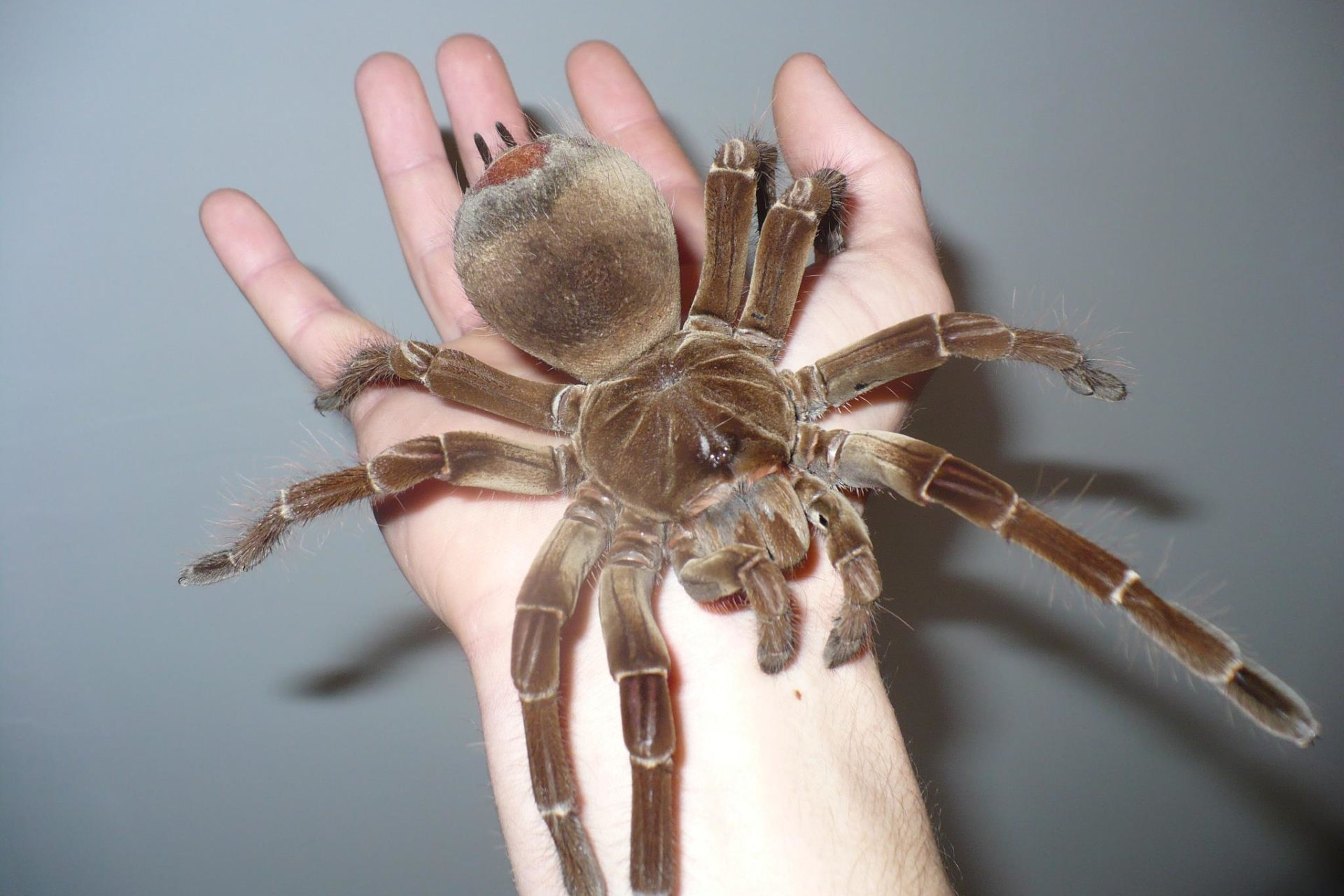 a huge hairy tarantula