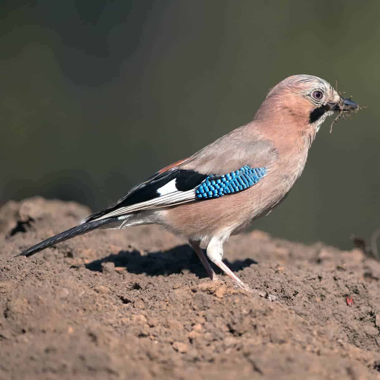 Jay-Garrulus-glandarius.jpg