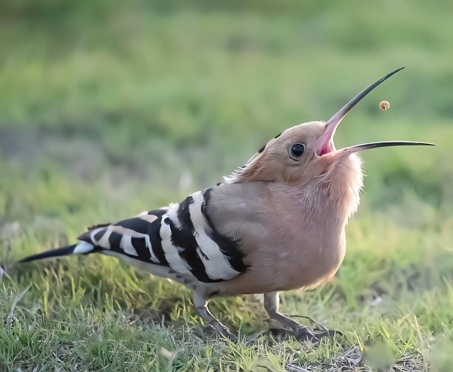 bird with a black and white stripey plumage towards its tail