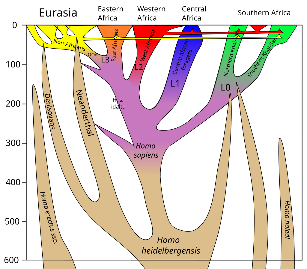 1024px-Homo_sapiens_lineage.svg.png