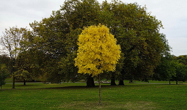 brockwell-park-autumn-2016-21.jpg