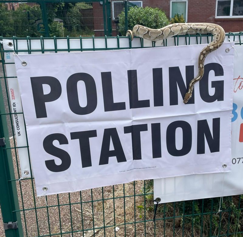 a snake lounging on the polling station sign in Dorset.  Photo by Joe Berry