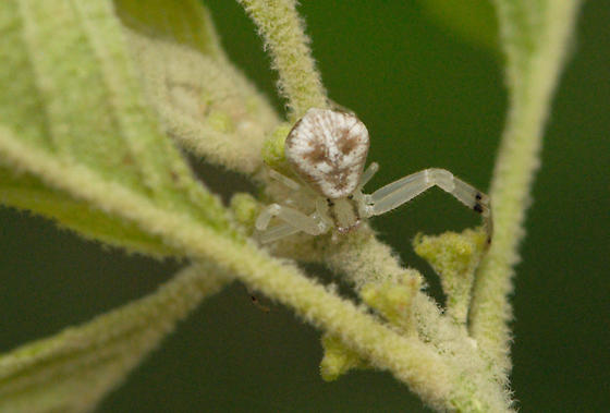 spider sitting on a plant with a human face on its abdomen