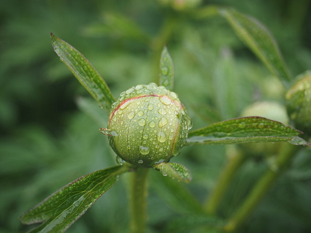 In photos: Brockwell park and the Walled Garden in the April rain