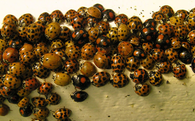 Harlequin-ladybirds-005.jpg