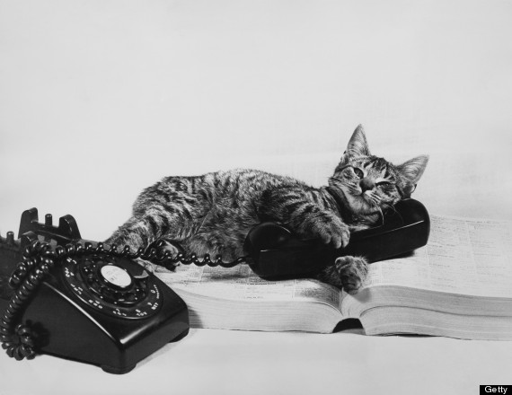 o-CAT-ON-PHONE-570.jpg