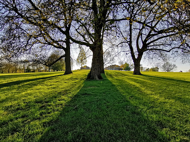 Brockwell Park, trees and shadows - photo feature, April 2020