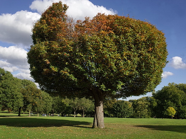 brockwell-park-autumn-2017-02.jpg