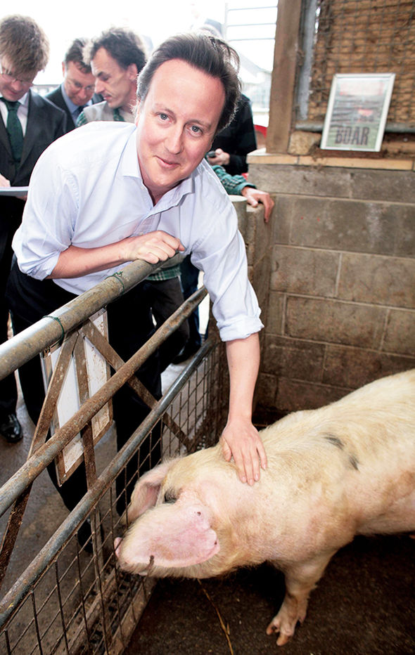 david-cameron-pig1.jpg