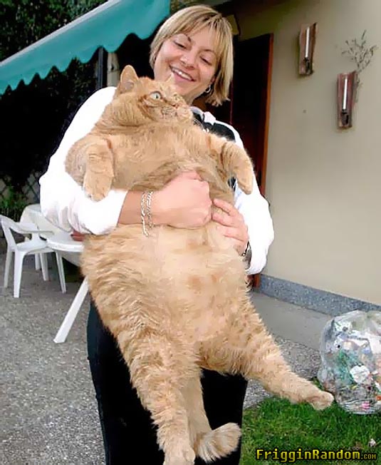 fat-cat-diet-fail.jpg