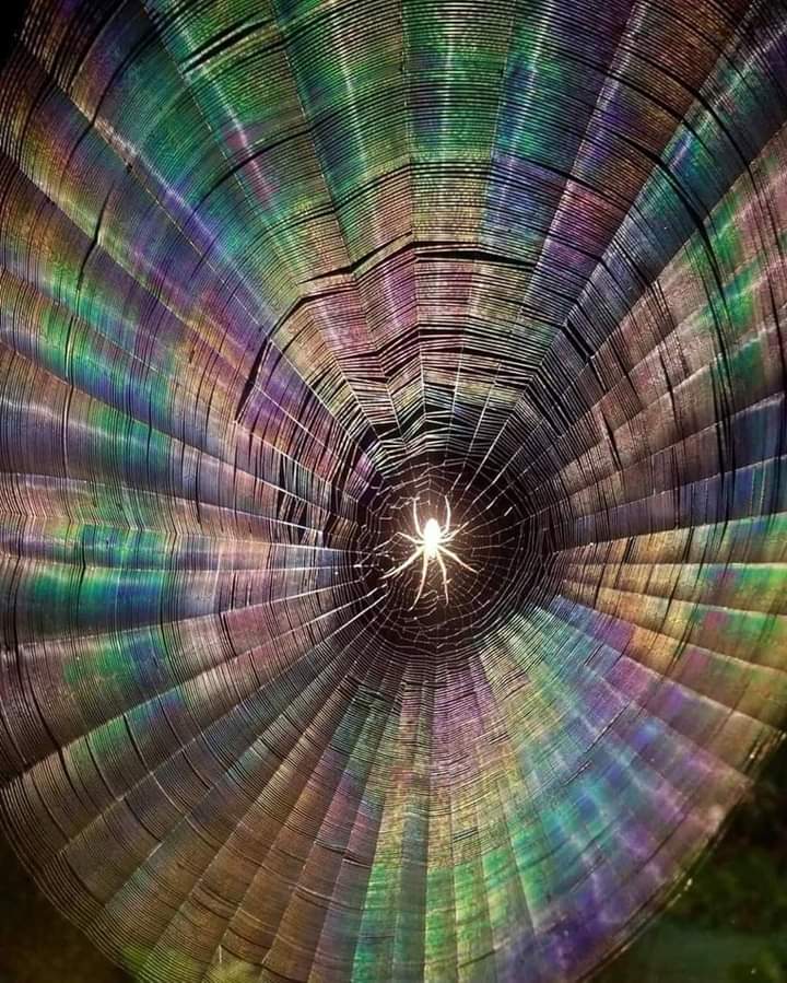 a spider sat in the centre of its web, with the web displaying the colours of the rainbow.