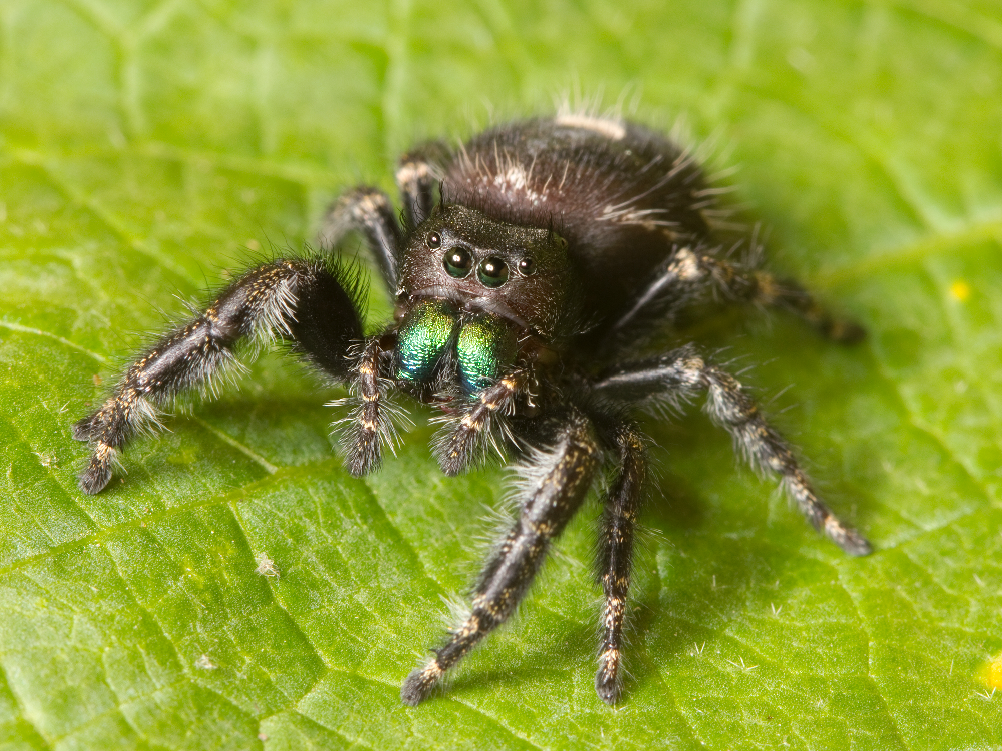 Kaldari_Phidippus_audax_01-wiki.jpg