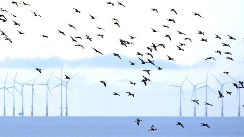 birds flying towards wind turbines