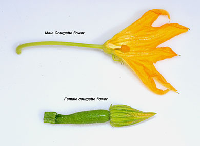 courgette-male-female-flower-identification.jpg