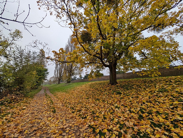 In photos: a wonderful autumnal walk from Hampton Court to Kingston alongside the River Thames