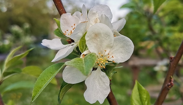 brixton-orchard-may-2019-11.jpg