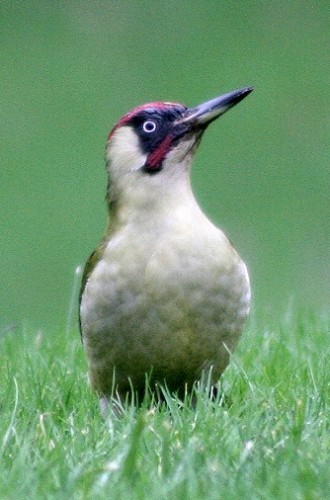 green-woodpecker-7.jpg