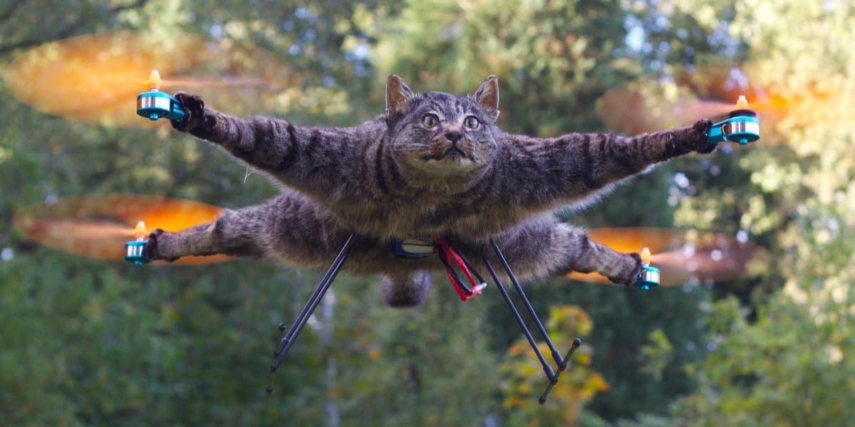 cat-drone.jpg