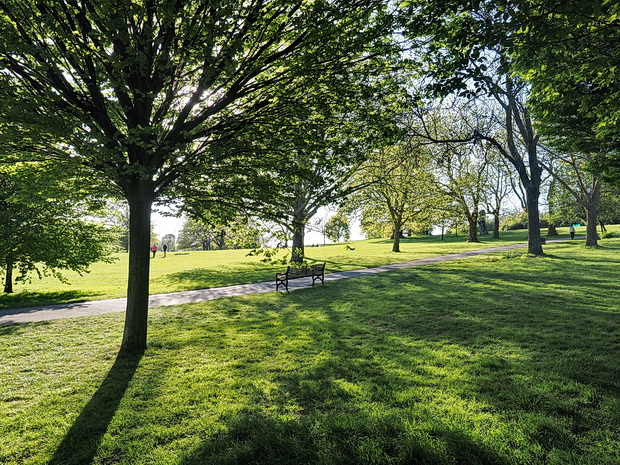 Brockwell Park, trees and shadows - photo feature, April 2020