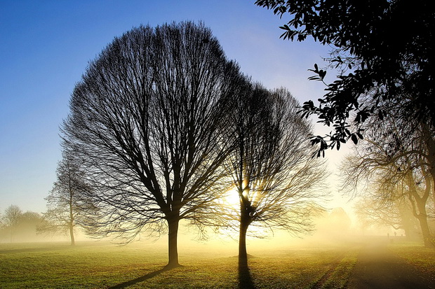 foggy-brockwell-park-14.jpg