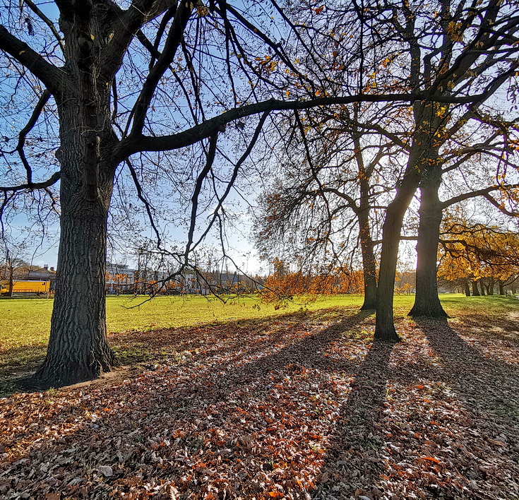 In photos: Brockwell Park in the December sunshine