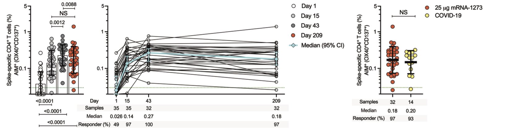 Longitudinal spike-specific CD4+ T cells in mRNA-1273 vaccinees, with comparison to convalescent donors (around 180 days).