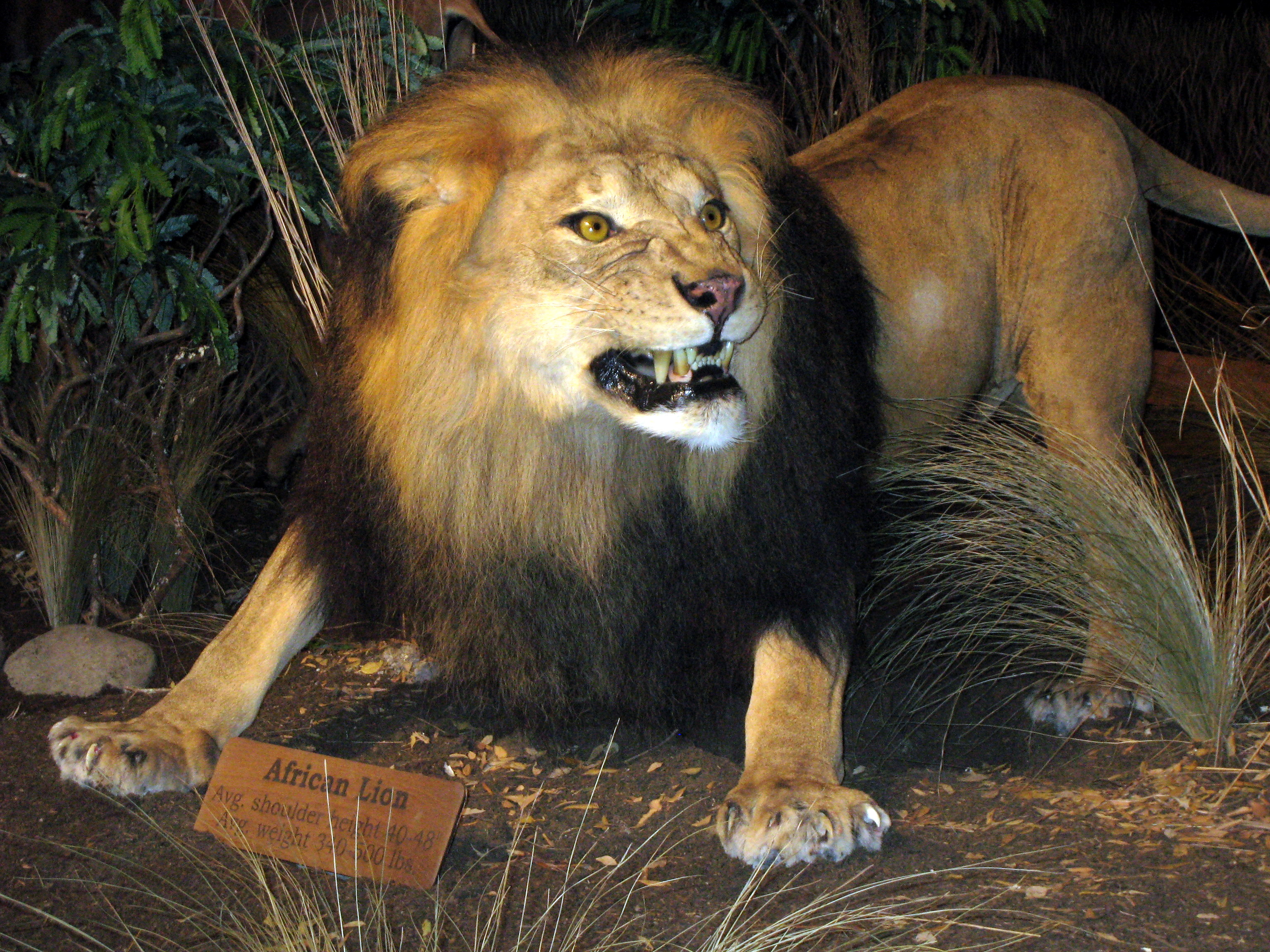 Lion_at_Cabelas_(2256175403).jpg