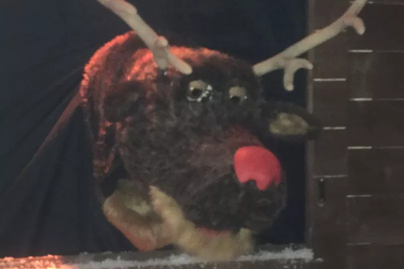 0_reindeer-pic-2.jpg