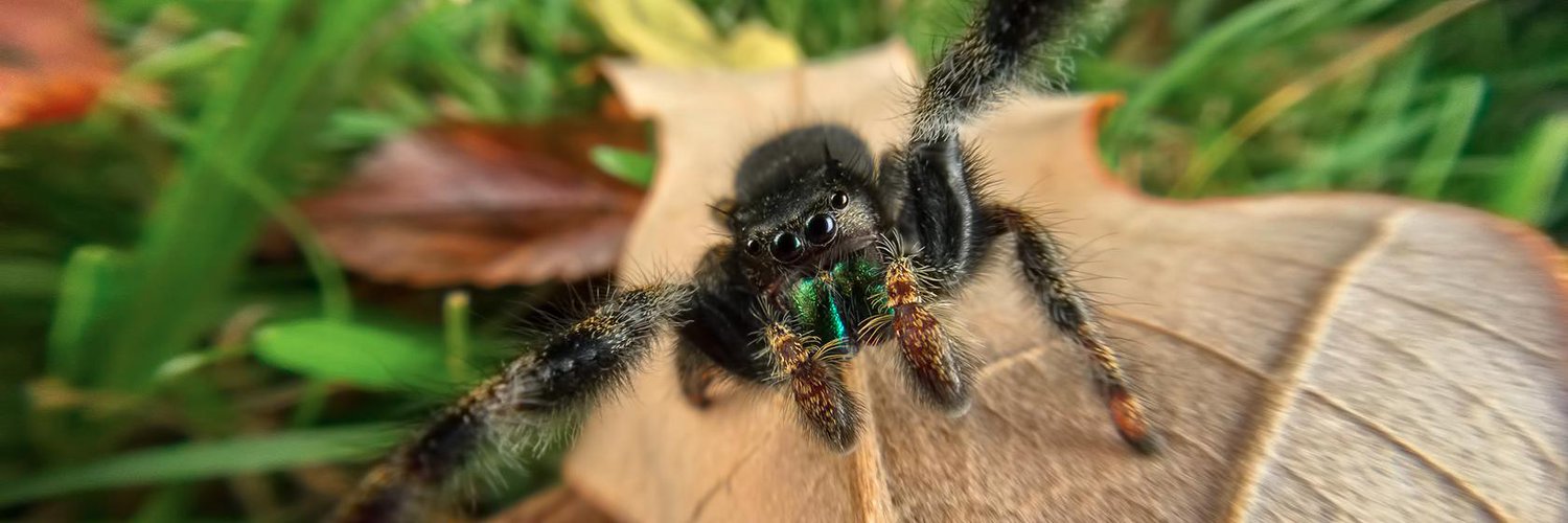 spider reaching out with its front legs while standing on a leaf