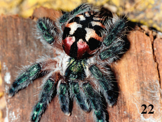 Typhochlaena_seladonia_female-newtarantulas.1.568.jpg